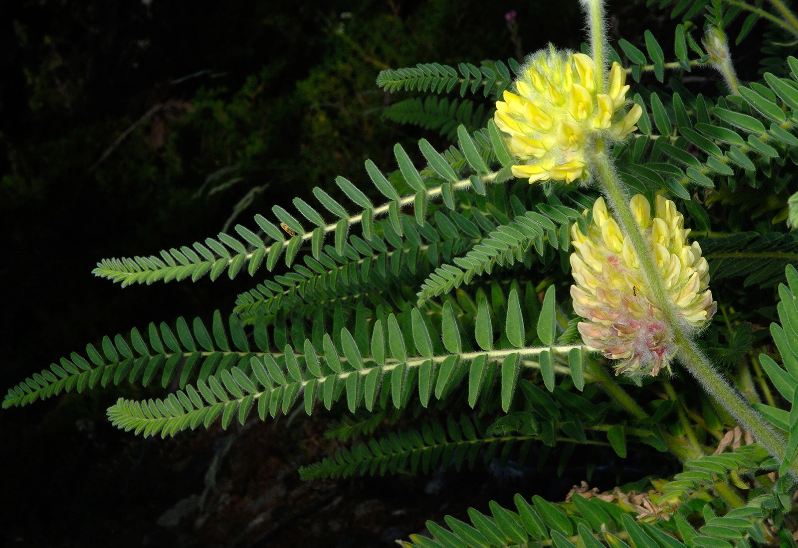 Photo Maurizio Broglio - Astragalus alopecurus
